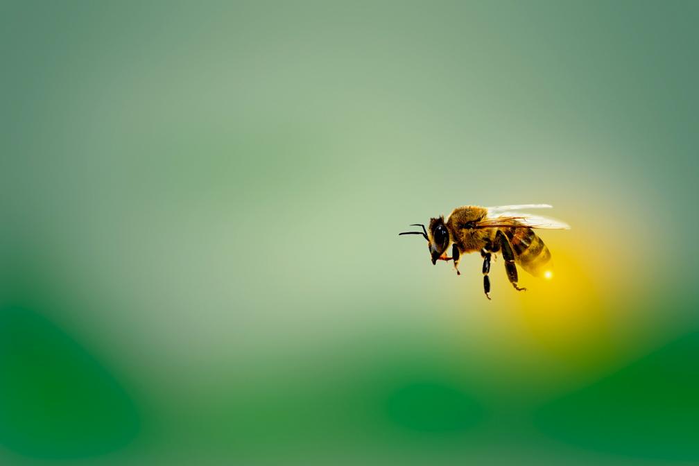 Biene in Flug