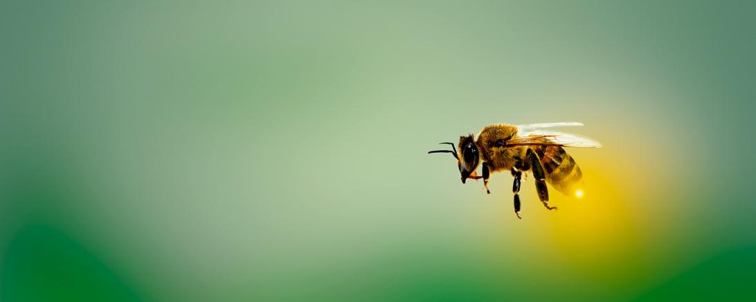 Biene in Flug