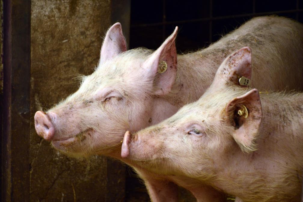 Zwei Schweine