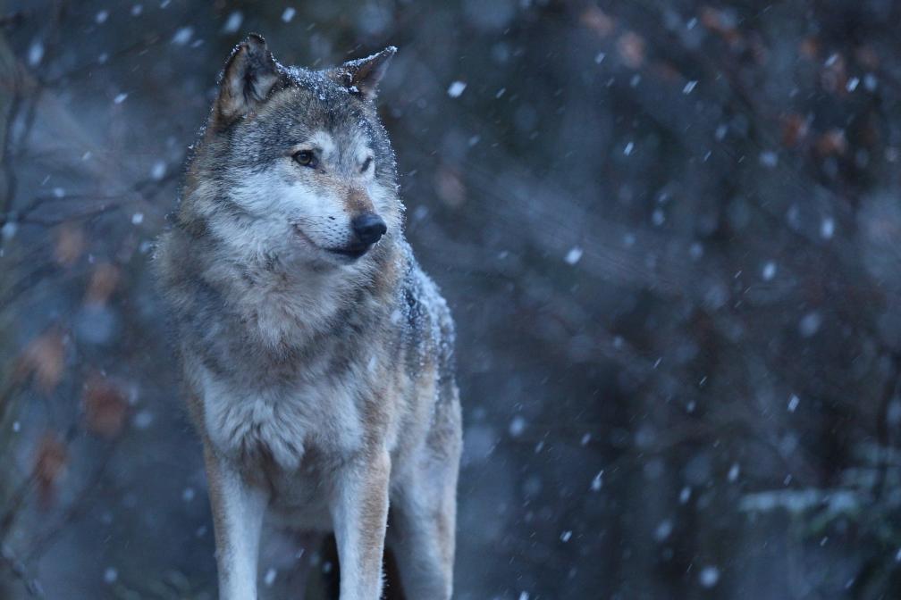Wolf