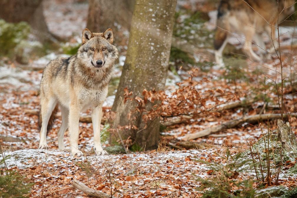 Wolf