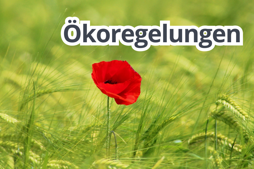 Ökoregelungen Teaser Mohn Gerste