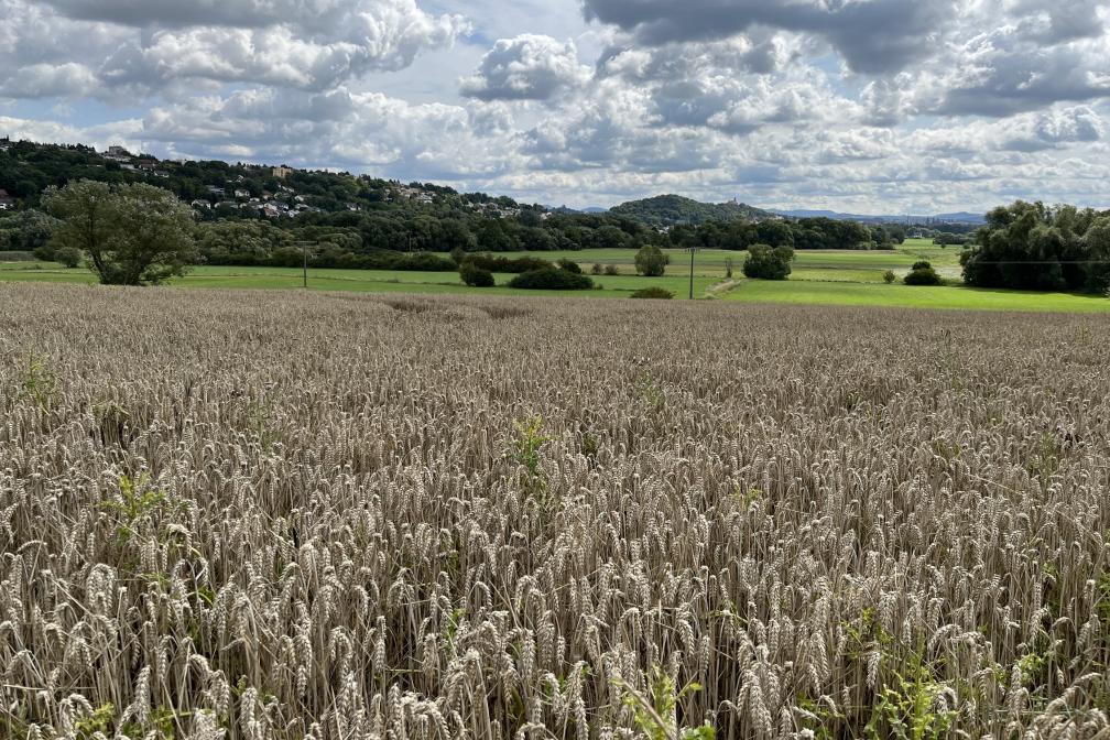 Weizenfeld