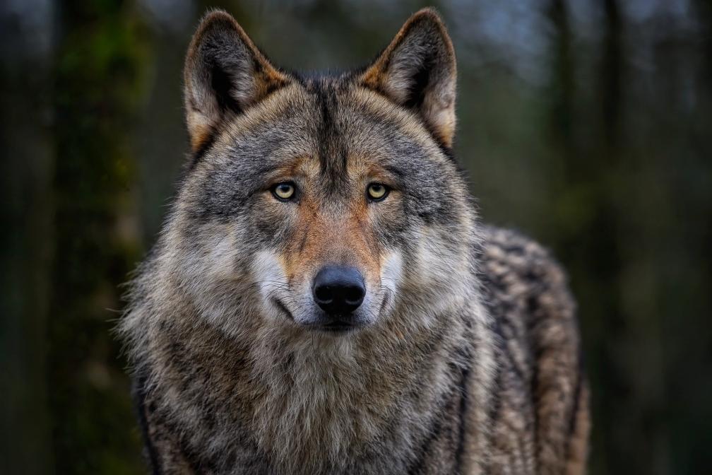 Wolf