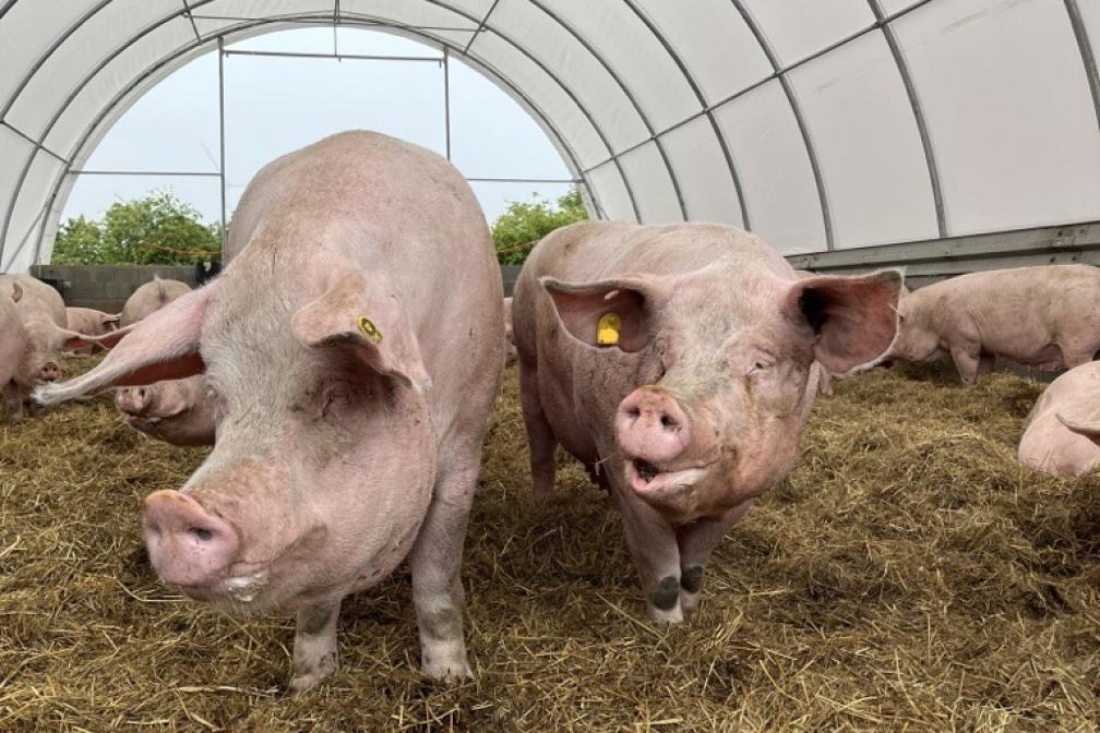 Schweine