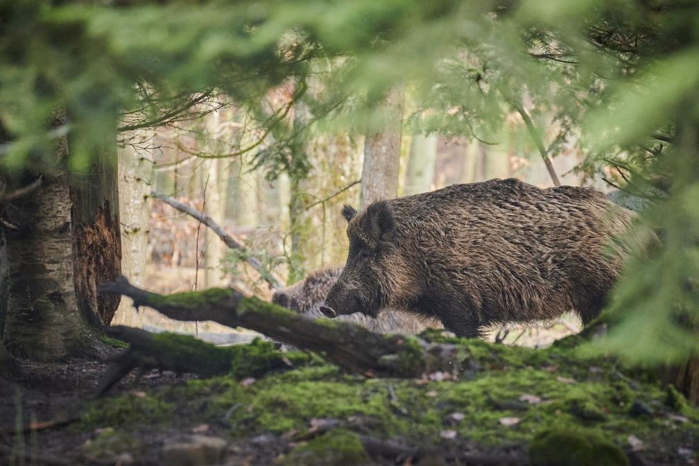 Wildschwein