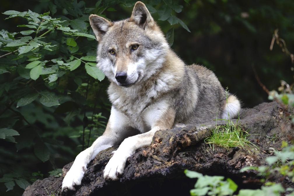 Wolf im Wald 