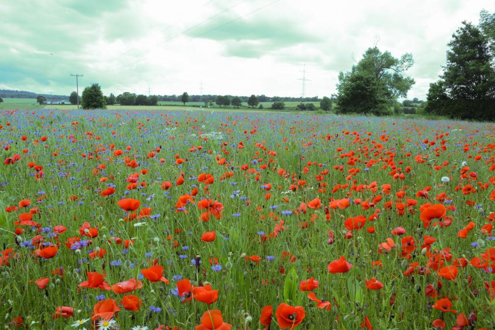 Blumenwiese 