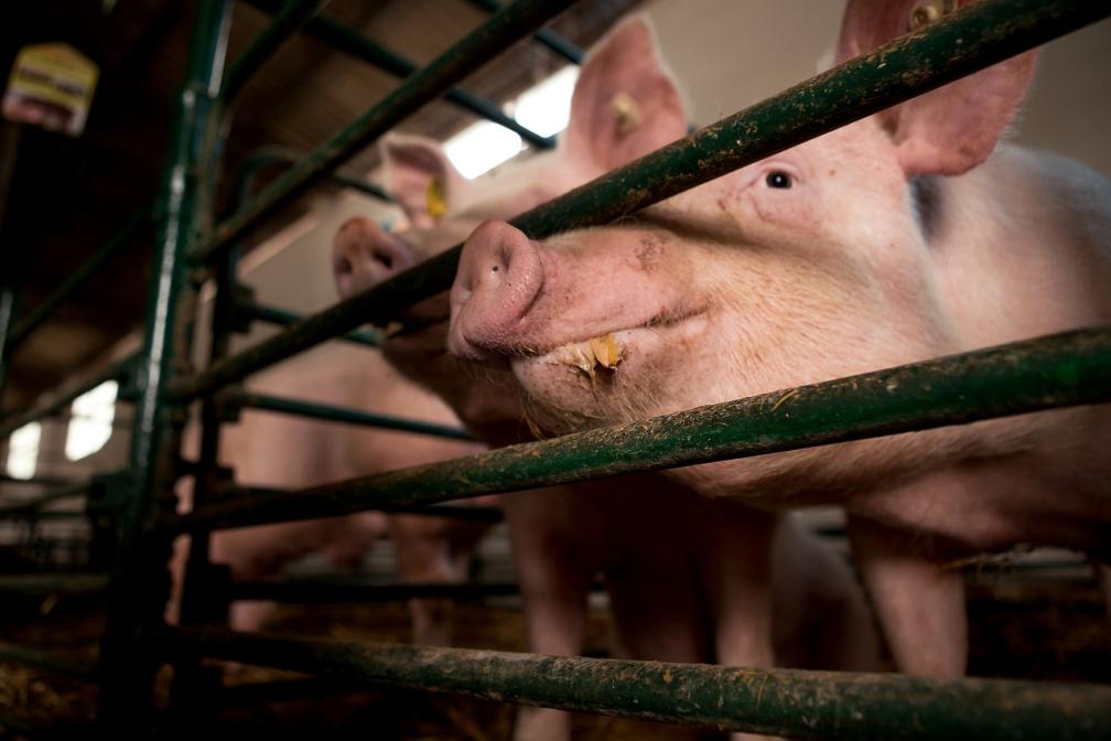 Schweine
