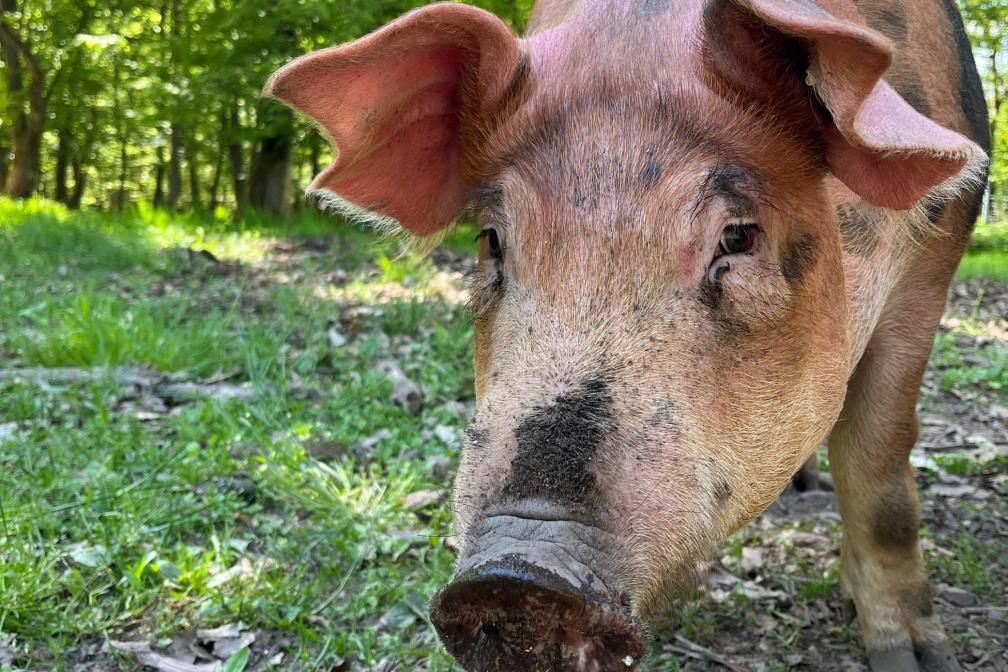 Basdorfer Hutewaldschweine Fritz Schäfer