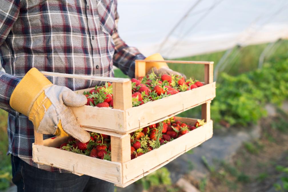 Erdbeeren Bauer