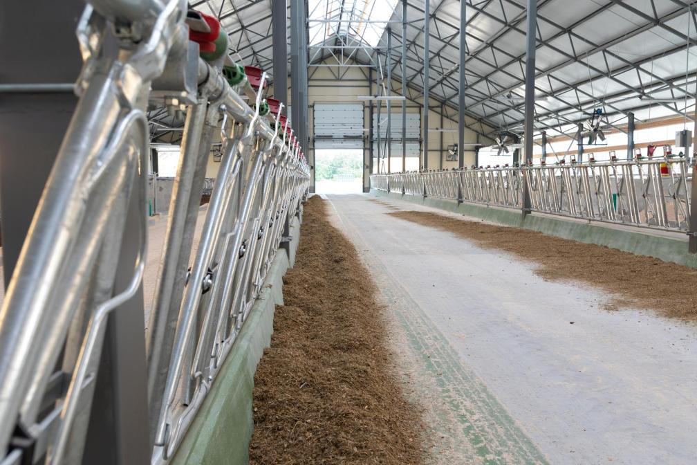 Stallbau Milchvieh