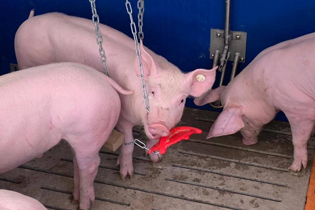 Schwein, Spielzeug, Spaltenboden