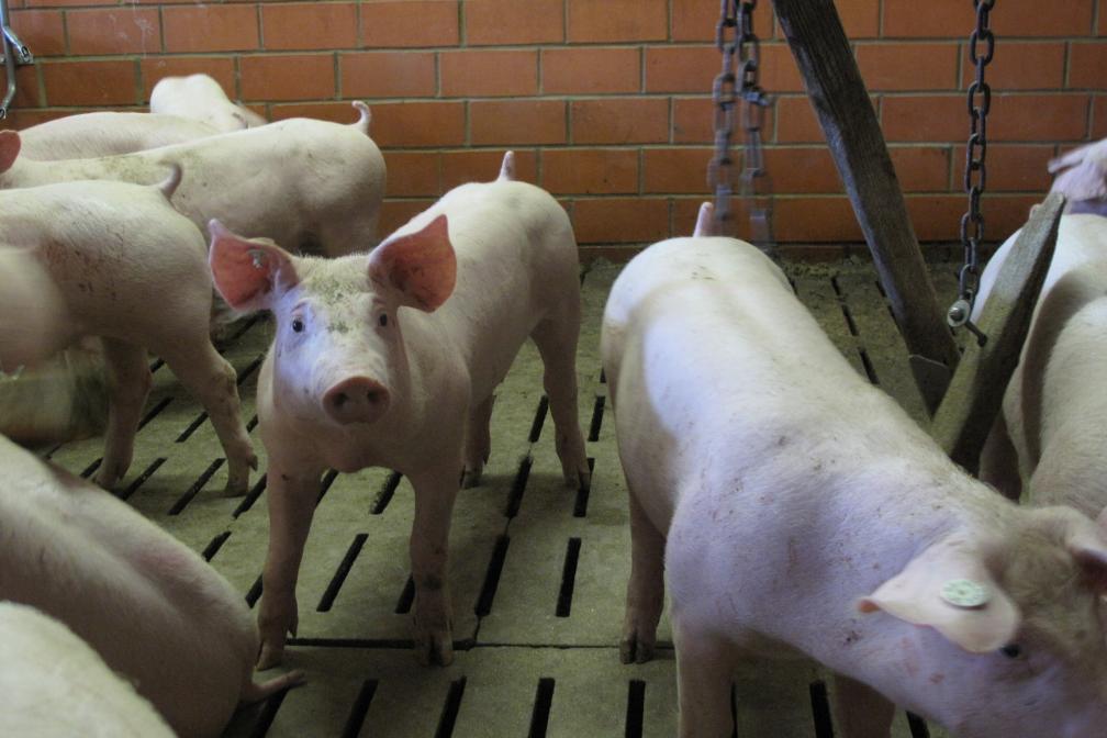 Ferkel, Schweinestall