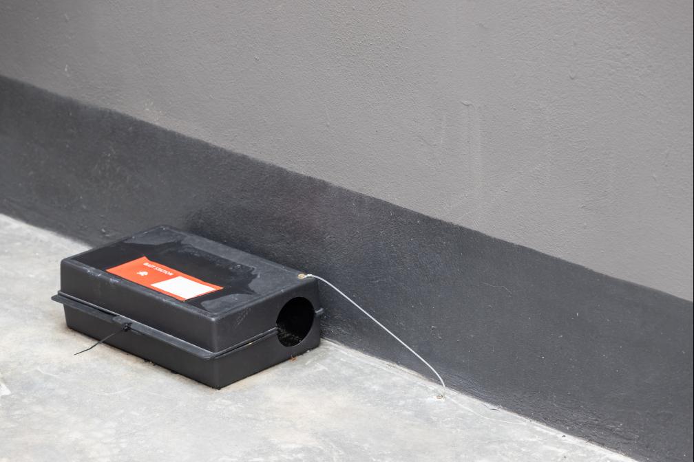 Köderbox Ratte