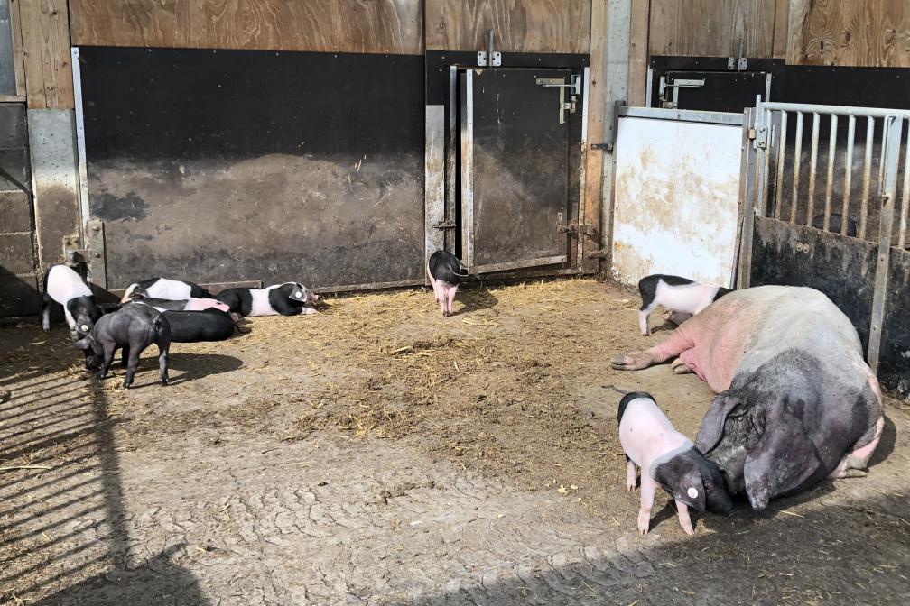 Auslauf, Freiland, Außenklimastall