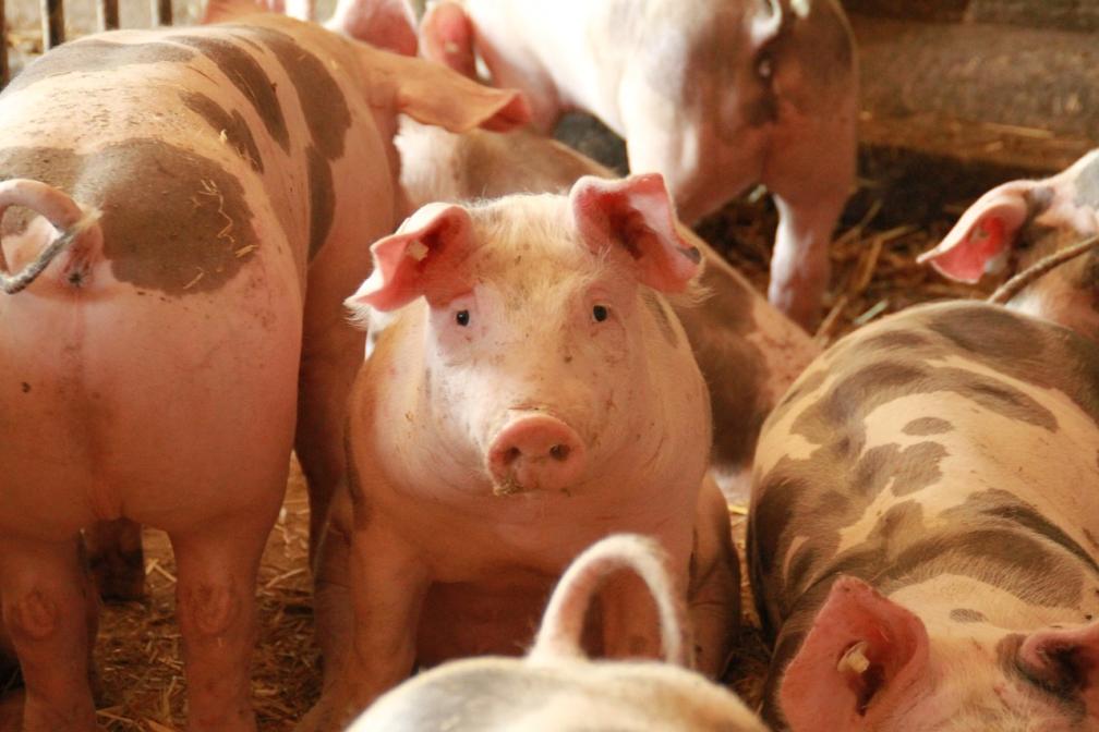 Schweine 