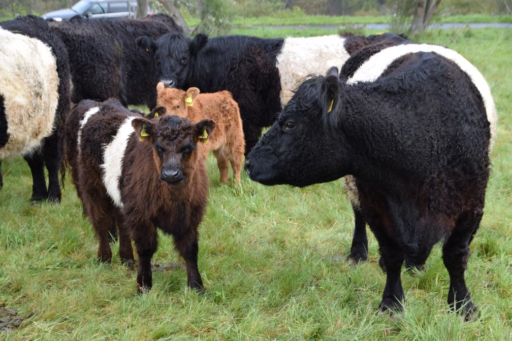 Galloways pflegen wertvolles Grünland