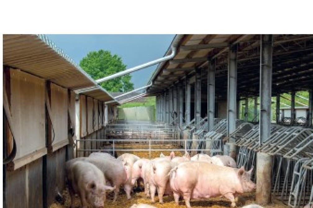 Einladung zum Hessischen Schweinetag 2025