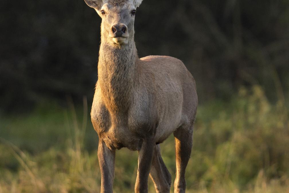 Jagdrechtsseminar am 14.09.2026 – Alsfeld-Eudorf