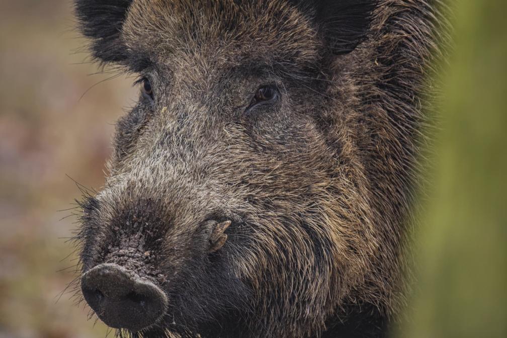 Wildschadensseminar am 24.09.2026 – Alsfeld-Eudorf