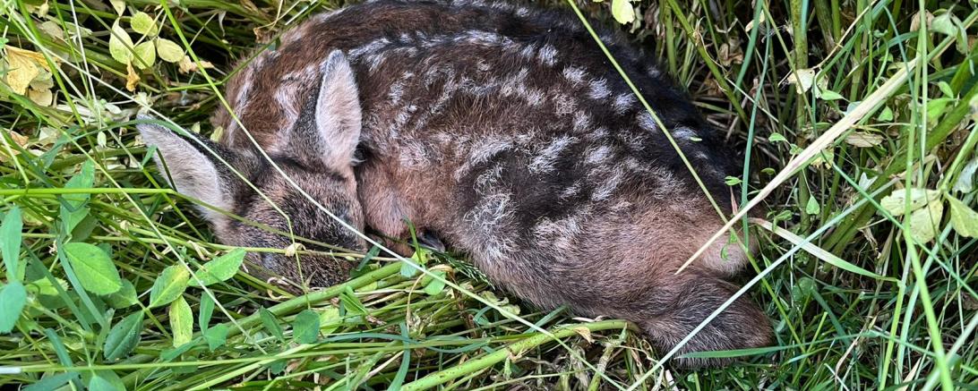Kitz liegt in Wiese
