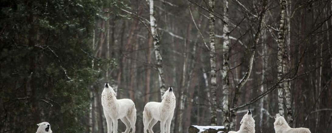 Wolf