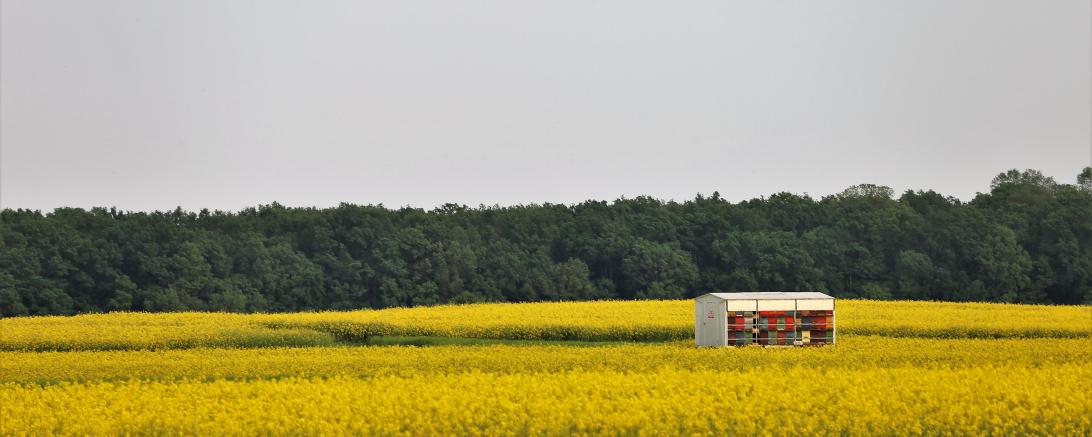Bienenstock in Raps