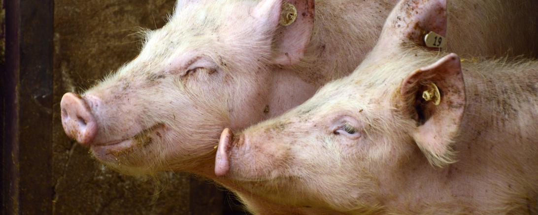 Zwei Schweine
