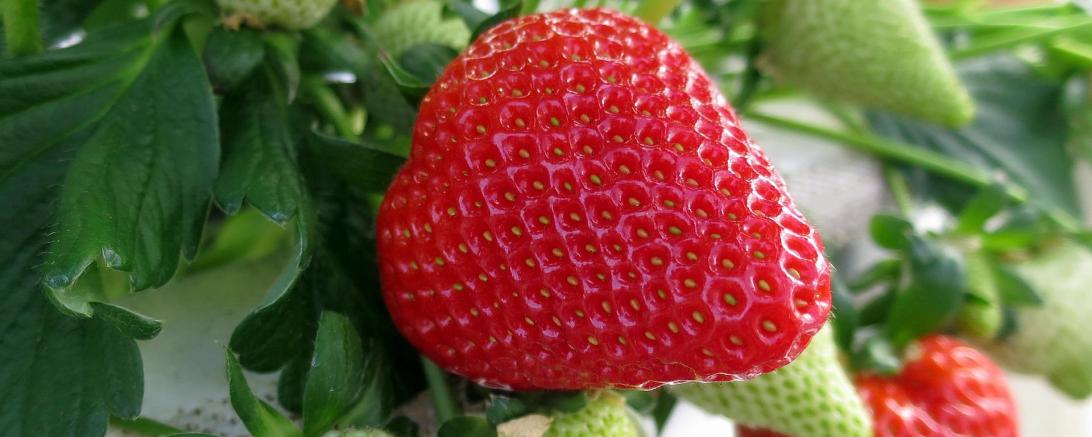 Erdbeeren