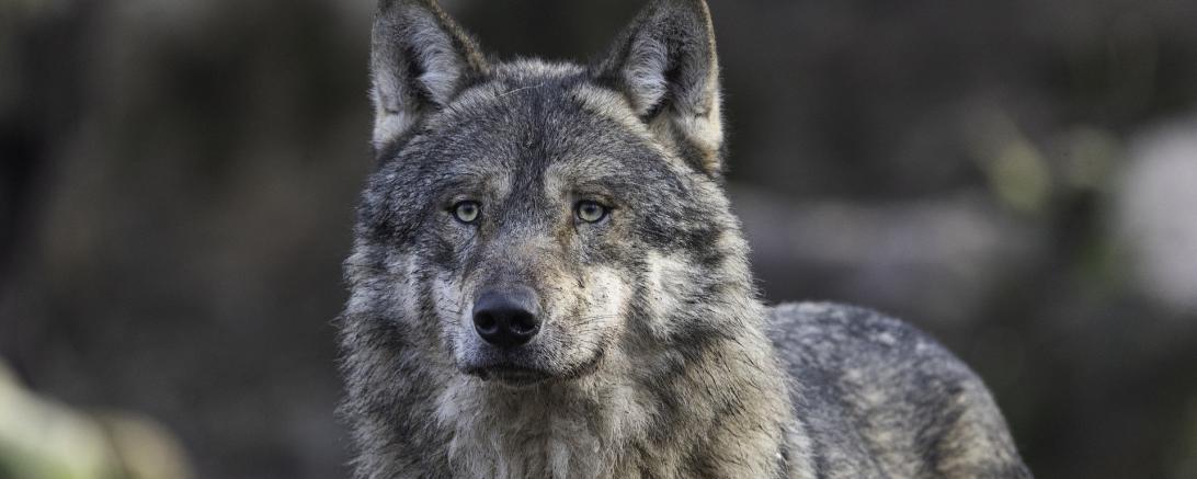 Wolf I