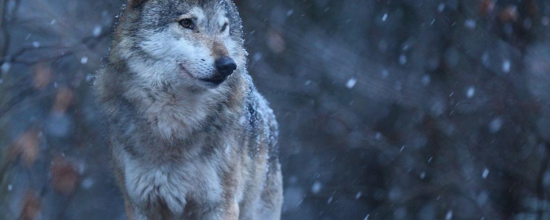 Wolf