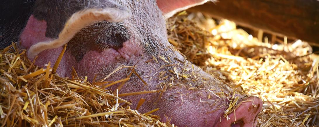 Schwein auf Stroh 