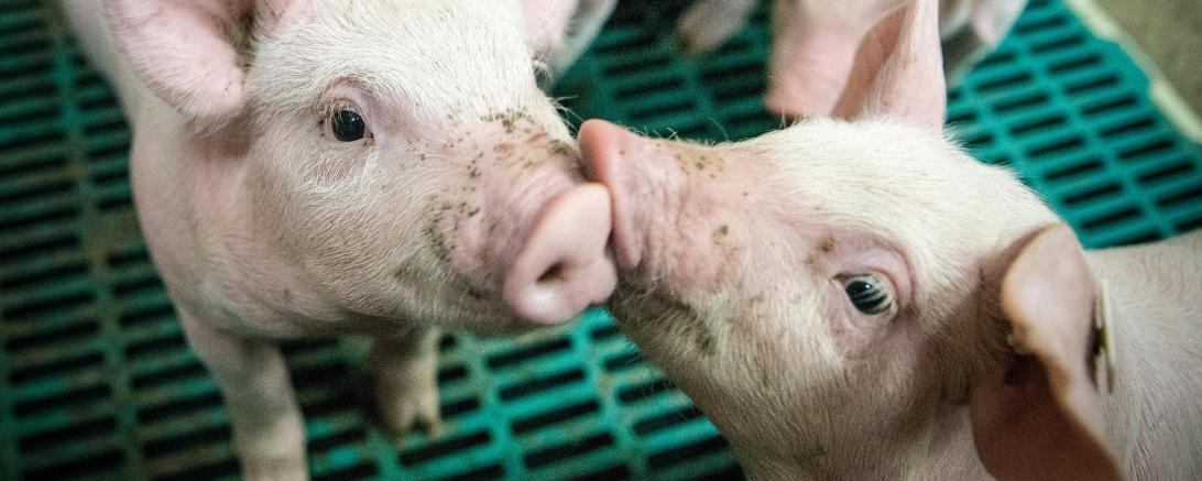 Ferkel im Stall