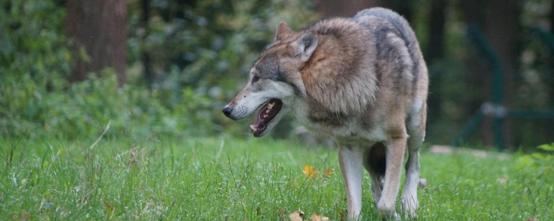 Wolf
