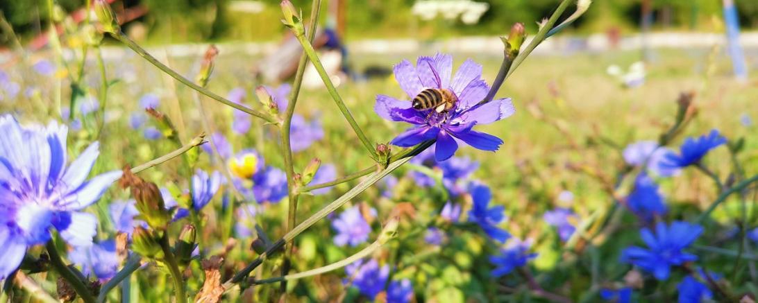 Biene auf einer Blume