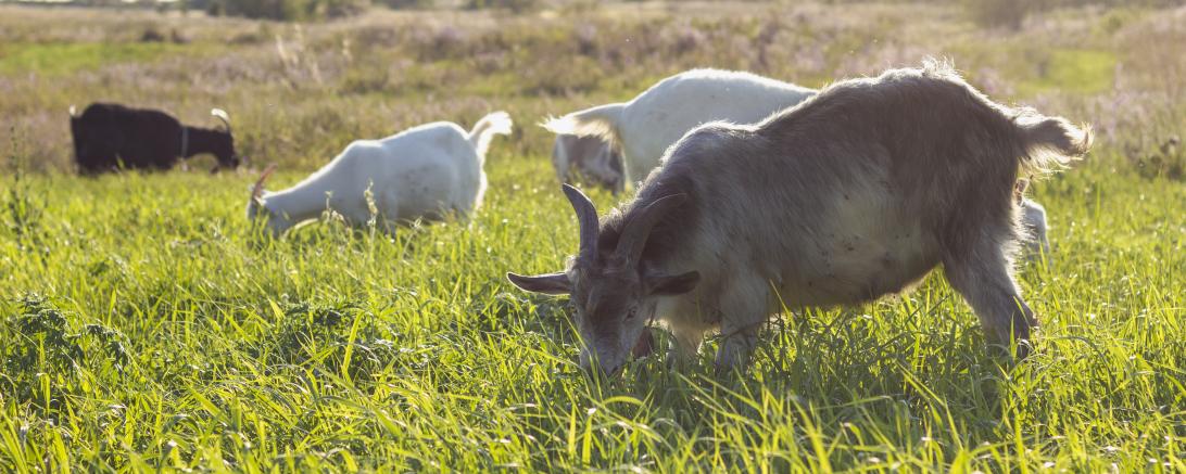 Ziegen grasen auf Weide