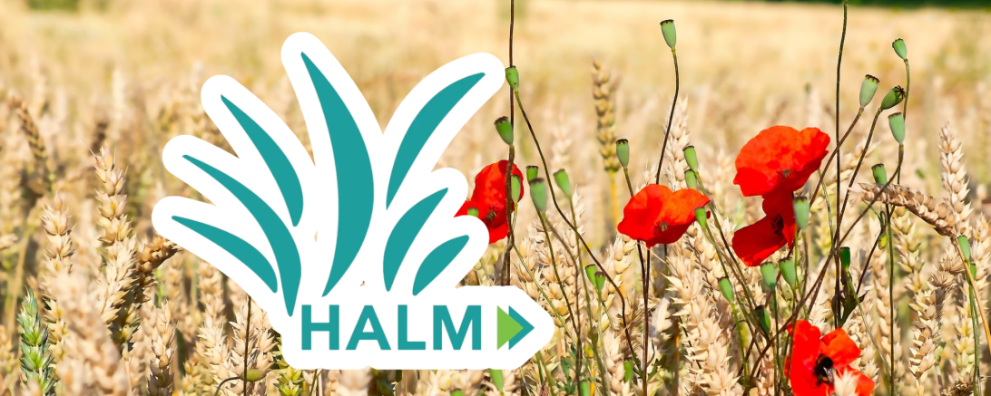 HALM Teaser Bild Mohn vor Weizen