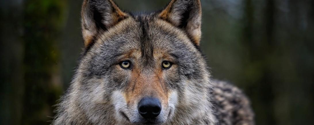 Wolf