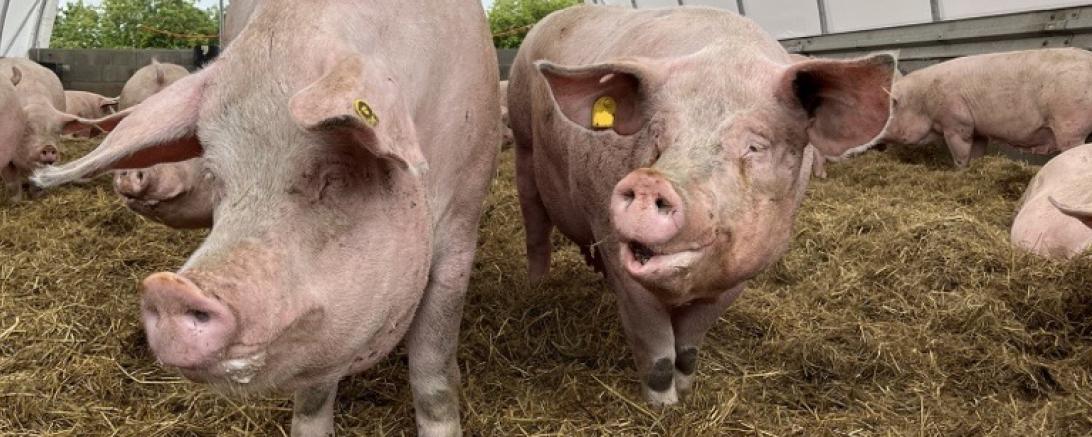 Schweine