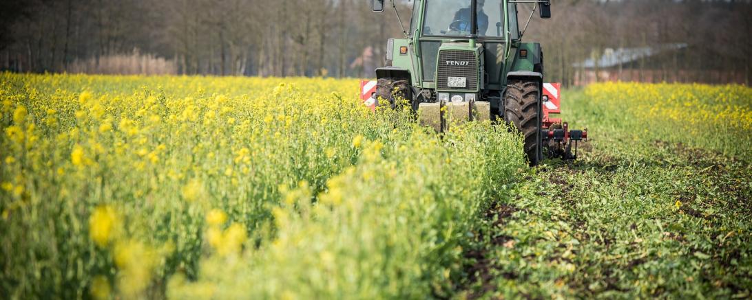 Schlepper bearbeitet Zwischenfrüchte