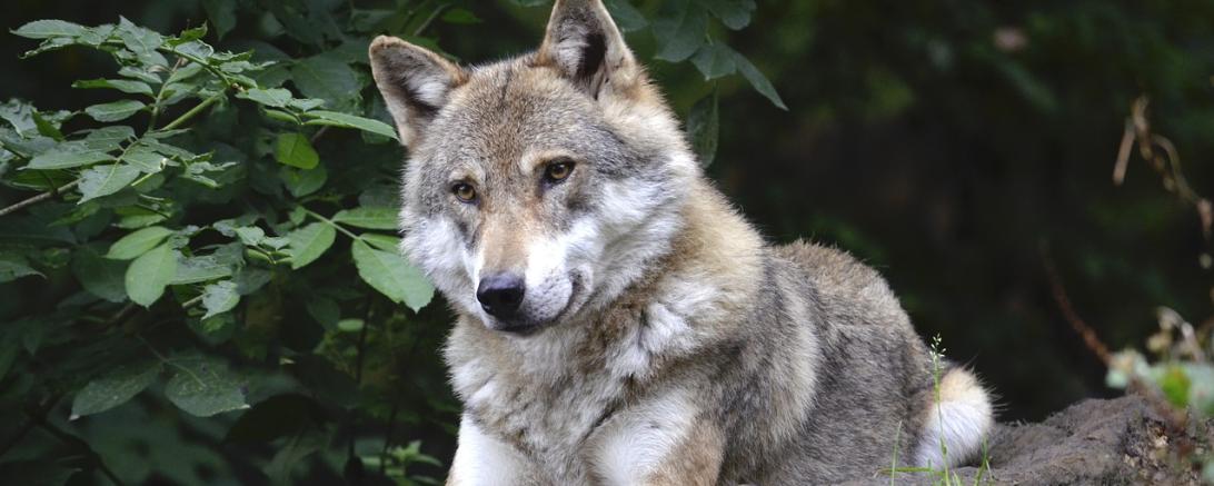 Wolf im Wald 