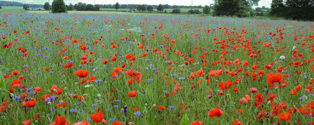 Blumenwiese 