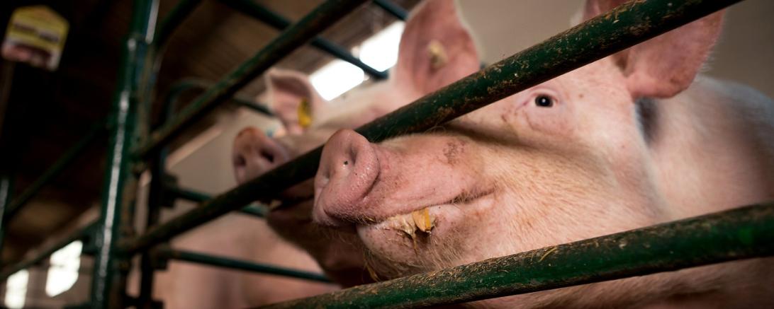 Schweine
