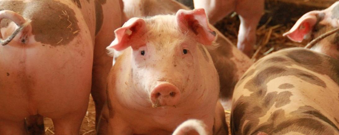 Schweine 