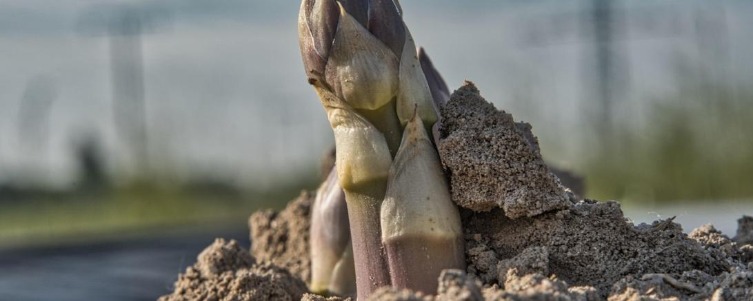 Spargel