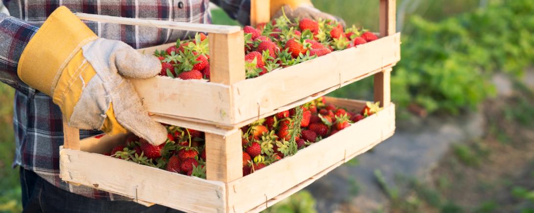 Erdbeeren Bauer