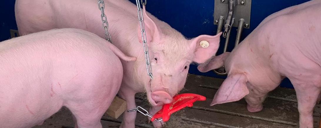 Schwein, Spielzeug, Spaltenboden