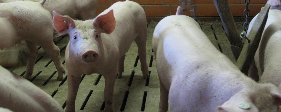 Ferkel, Schweinestall