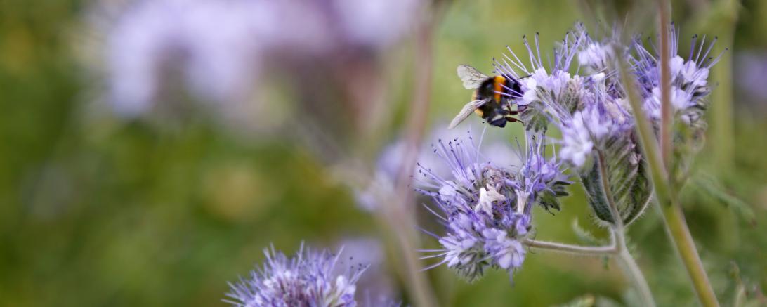 Zwischenfrucht mit Hummel